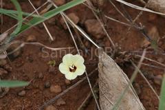 Merremia tridentata subsp. hastata